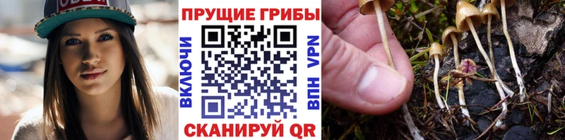 Галлюциногенные грибы MAGIC MUSHROOMS  Купить  Навашино 